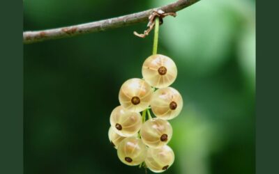 Gooseberry / Amla nutritional benefits – Uses, Precautions, And Cultural Significance